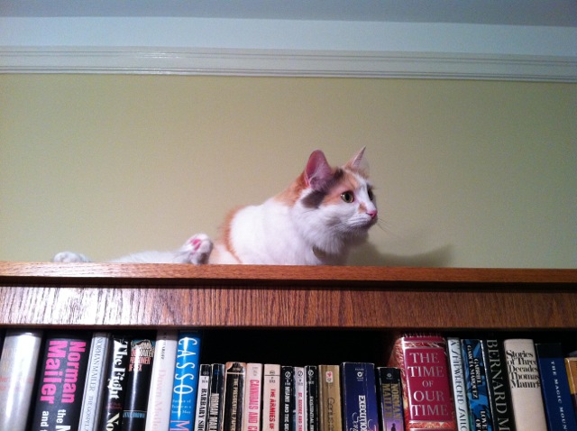 Jellybean on the bookshelf