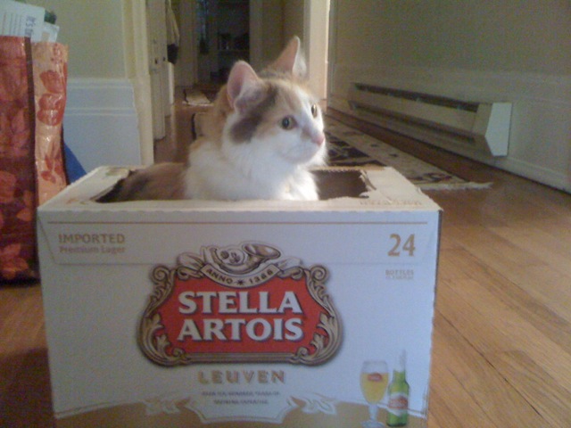 Jellybean in a Stella Artois box
